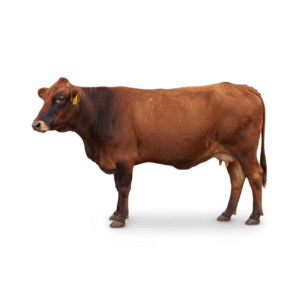 Red Brahman-Type Bull — Tag 325 (4) Red Brahman-Type Bull — Tag 325 (4)