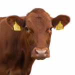 Red Crossbred Heifer — Tag 238 (1)
