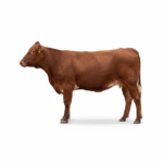 Red Crossbred Heifer — Tag 238 (3)