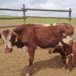 Red & White Speckle Cross — Tag 156 (1)