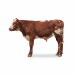 Red & White Speckle Cross — Tag 156 (4)