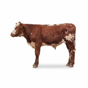 Red & White Speckle Cross — Tag 156 (4) Red & White Speckle Cross — Tag 156 (4)