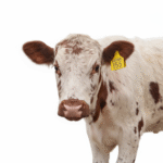 Speckled Red & White Crossbred — Tag 155 (1)