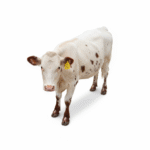 Speckled Red & White Crossbred — Tag 155 (2)