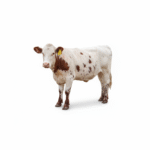 Speckled Red & White Crossbred — Tag 155 (3)