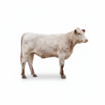 Speckled Red & White Crossbred — Tag 155 (4)