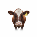 Tan Jersey-Type Heifer — Tag 306 (2)