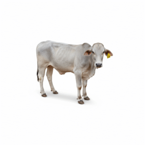 freepik_assistant_1762082742686 freepik_assistant_1762082742686