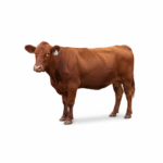 freepik_assistant_1762084196237