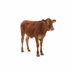 freepik_assistant_1762084531289