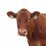 freepik_assistant_1762084536061