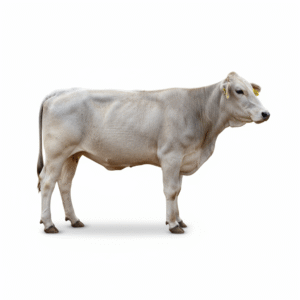 freepik_assistant_1762085378140 freepik_assistant_1762085378140