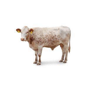 freepik_assistant_1762085533581 freepik_assistant_1762085533581