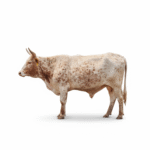 freepik_assistant_1762085536420