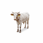 freepik_assistant_1762085538781