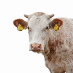 freepik_assistant_1762085541968