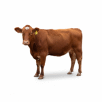 freepik_assistant_1762086406214