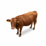 freepik_assistant_1762086409305