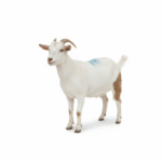 freepik_assistant_1762087374482