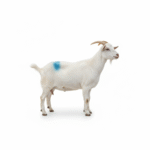 freepik_assistant_1762087377912