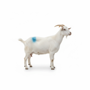 freepik_assistant_1762087377912 freepik_assistant_1762087377912