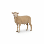 freepik_assistant_1762087604933