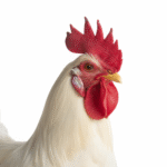 freepik_assistant_1762088065554