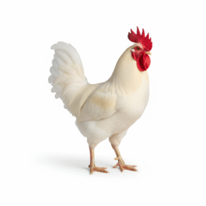 freepik_assistant_1762088066877 freepik_assistant_1762088066877